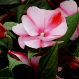 Uzgoj balzama iz sjemena kod kuće